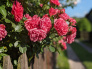 Růže Rosarium Uetersen