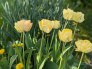 Žluté tulipány 